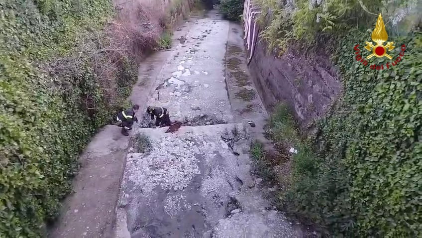 Mercogliano, Vigili del Fuoco salvano cagna gravida e due cuccioli in un canale di scolo