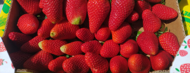 Coldiretti Campania lancia l’allarme sulle fragole spagnole