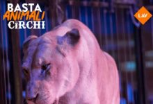 La LAV chiede la fine dello sfruttamento degli animali nei circhi: l’appello della sede di Benevento