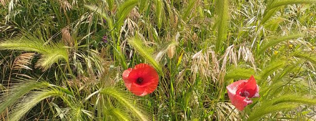Con la Lipu alla scoperta della Biodiversità