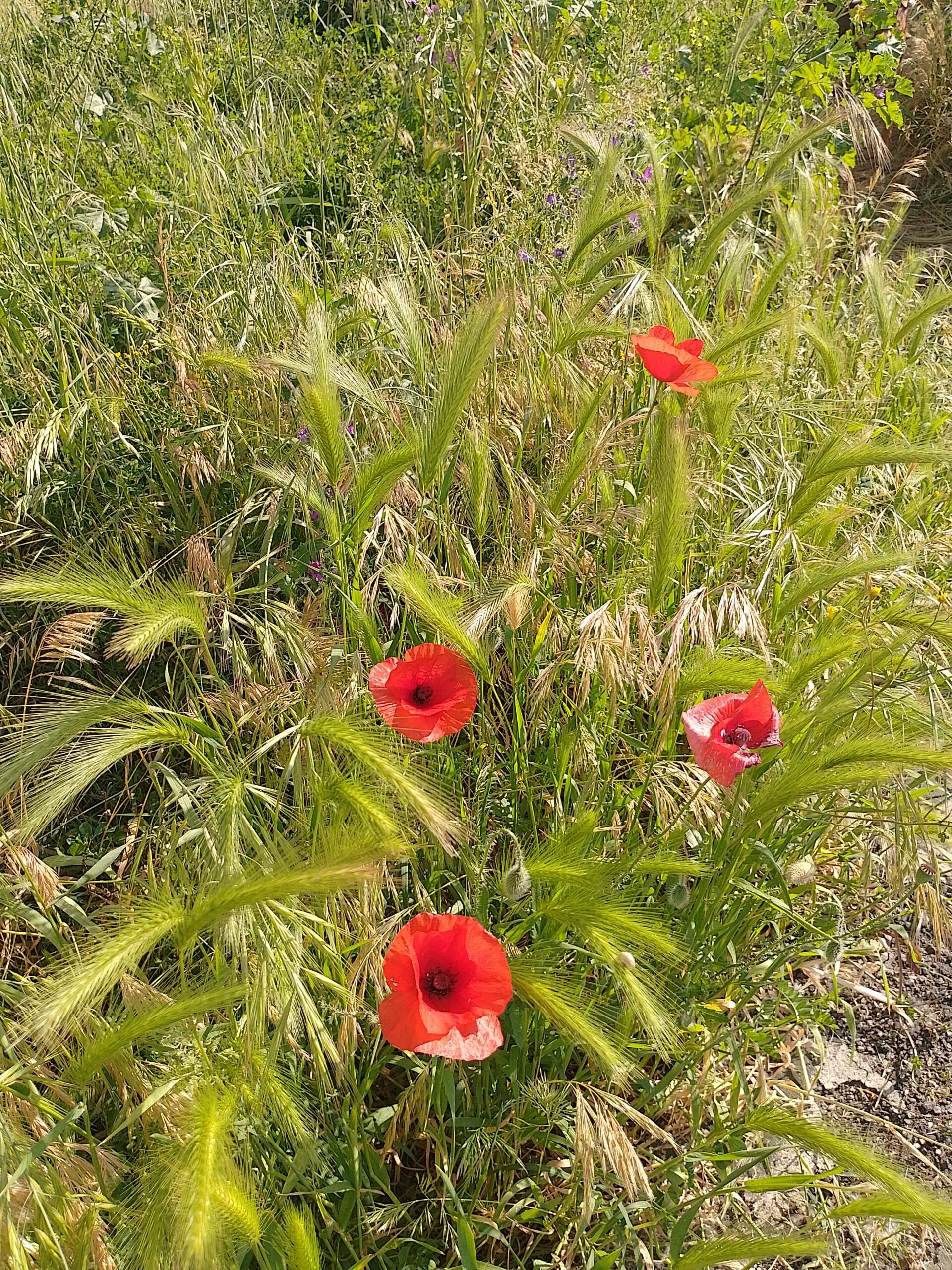 Con la Lipu alla scoperta della Biodiversità