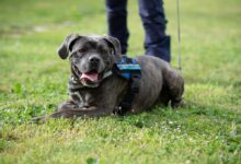 Addio al cane poliziotto Igor della Penitenziaria di Benevento