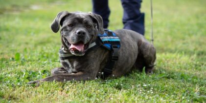 Addio al cane poliziotto Igor della Penitenziaria di Benevento