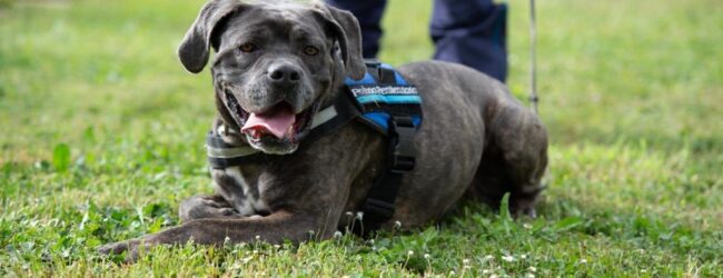 Addio al cane poliziotto Igor della Penitenziaria di Benevento