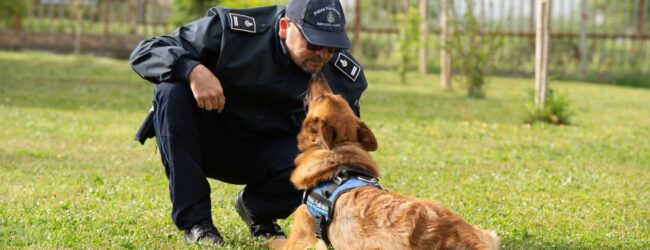 “L’addio a Barry, il cane antidroga dei cinofili di Benevento: una carriera dedicata al contrasto al traffico di droga
