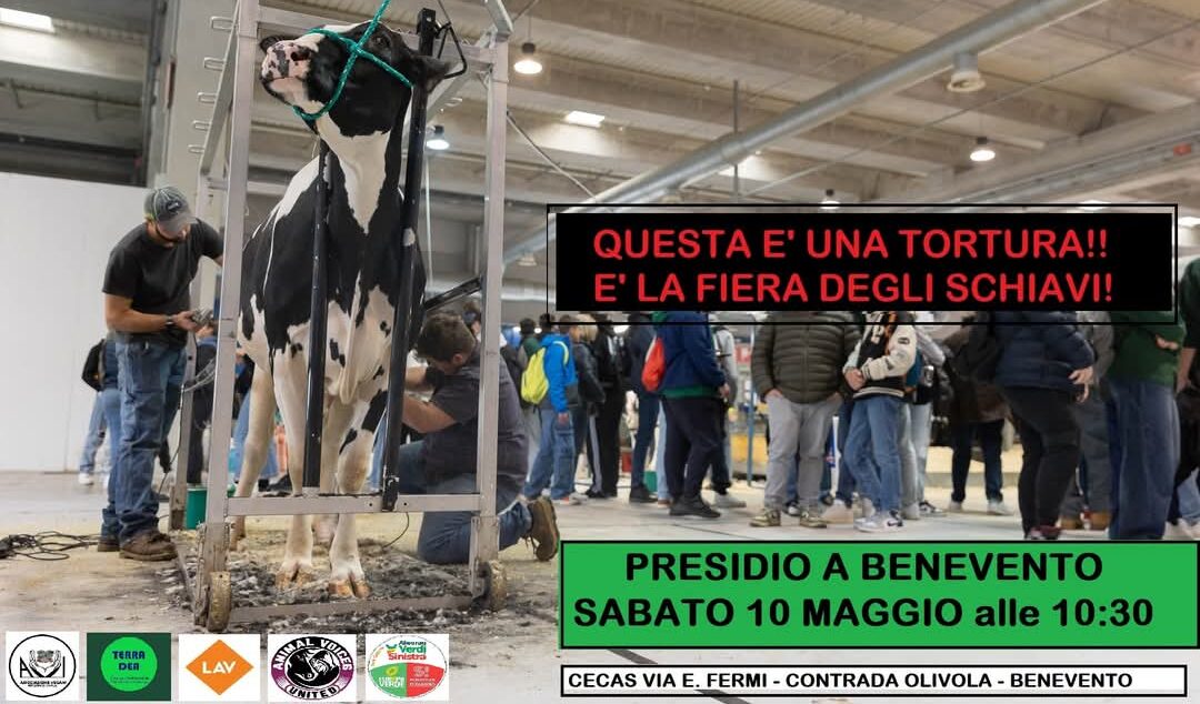 Alleanza Verdi Sinistra aderisce al presidio contro la Fiera degli Schiavi a CampaniAlleva