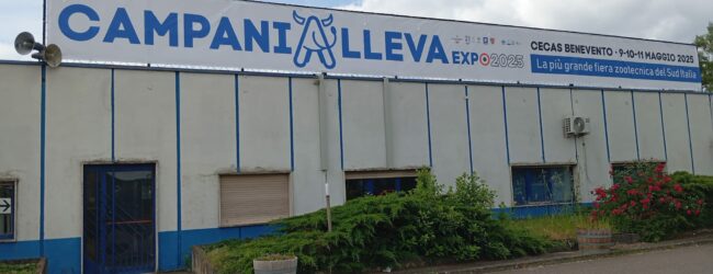 CampaniaAlleva, istituito servizio navetta: capolinea andata in piazza Cardinal Pacca