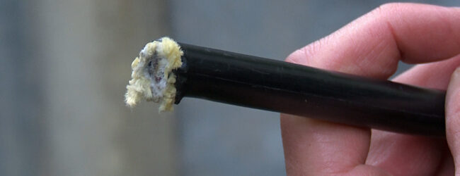 Tranciati i cavi della fibra ottica in un bosco di Petruro Irpino. Senza internet vaste aree di Sannio e Irpinia