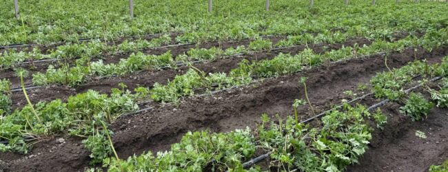 Giornata desertificazione,Coldiretti: accellare su piano invasi contro danni siccità e maltempo