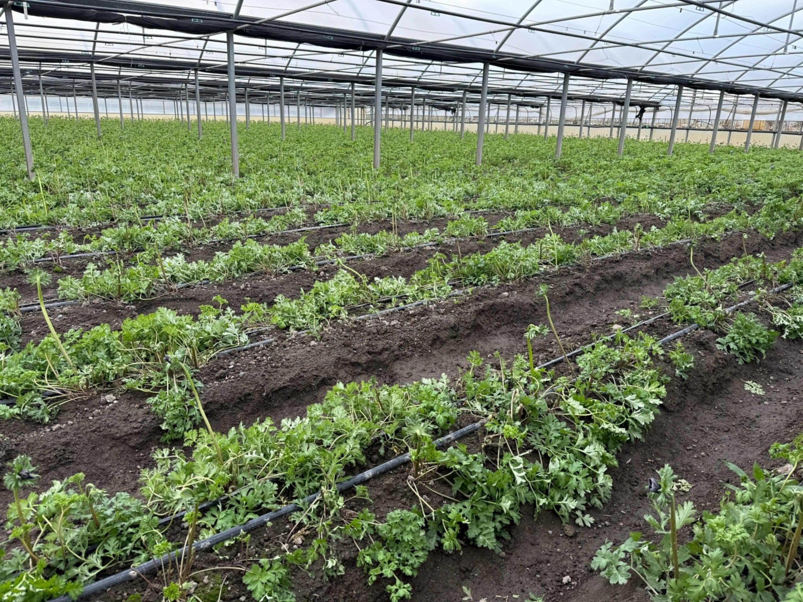 Giornata desertificazione,Coldiretti: accellare su piano invasi contro danni siccità e maltempo