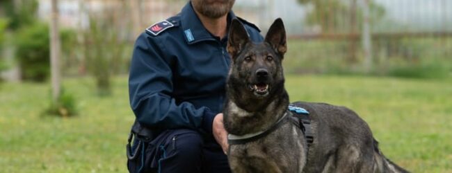 Addio a Umea, la “Lupa Sannita”: eroe silenzioso della Polizia Penitenziaria