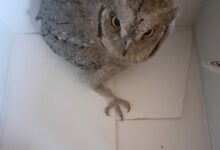 Assiolo soccorso e trasportato a Napoli