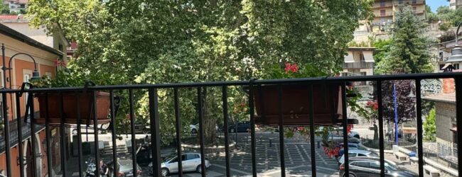 Pannarano, l’albero monumentale si rifà il look