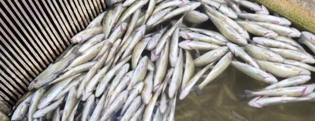 Sassinoro, disastro ambientale nel cuore del Parco Nazionale del Matese: impianto di Compostaggio sotto accusa