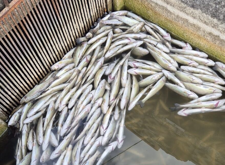 Sassinoro, disastro ambientale nel cuore del Parco Nazionale del Matese: impianto di Compostaggio sotto accusa