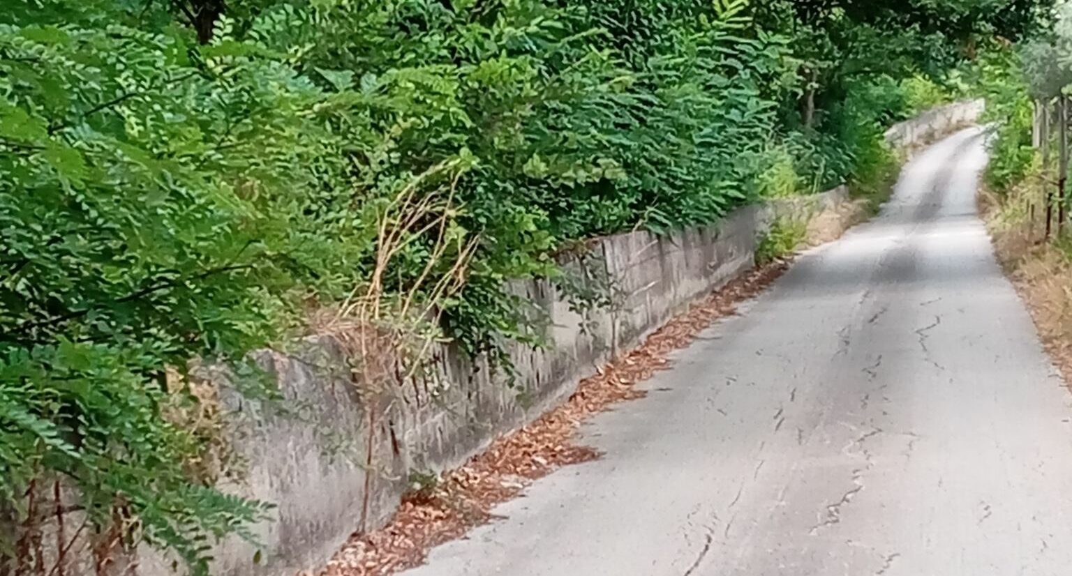 Benevento, degrado lungo il vialetto ciclo-pedonale: cittadina denuncia sui social l’abbandono e l’incuria