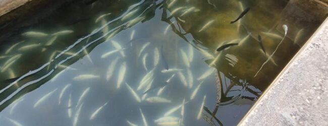 Sassinoro, il torrente diventa nero: muoiono anche le trote d’allevamento