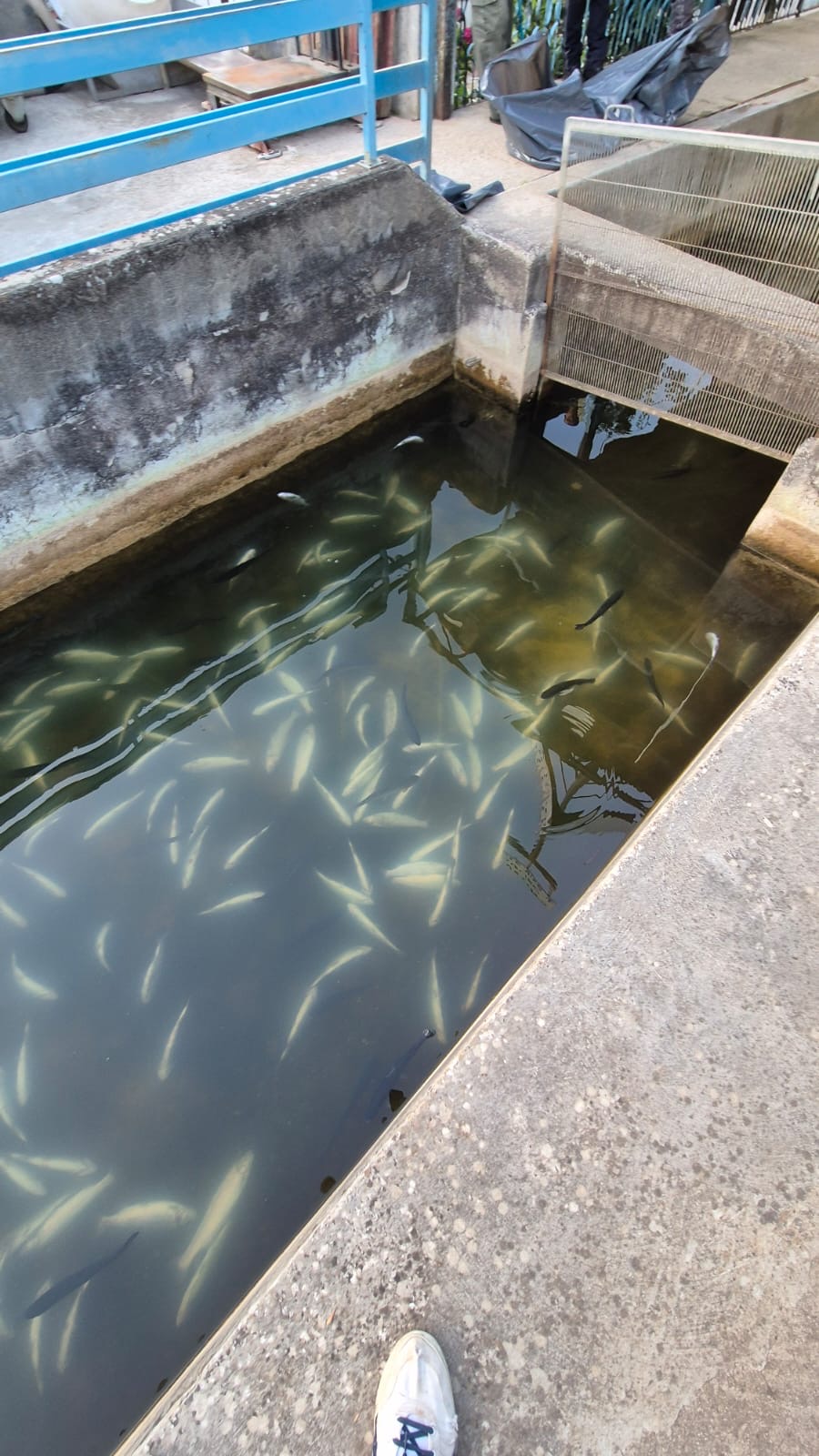 Sassinoro, il torrente diventa nero: muoiono anche le trote d’allevamento