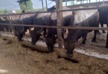 L’invito di Coldiretti Campania: Benessere animale avanti tutta! Le pratiche giuste per migliorare la propria azienda