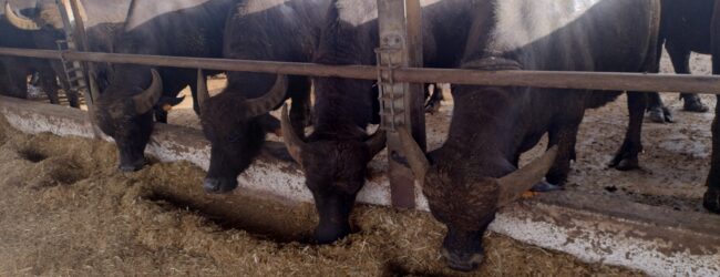 L’invito di Coldiretti Campania: Benessere animale avanti tutta! Le pratiche giuste per migliorare la propria azienda