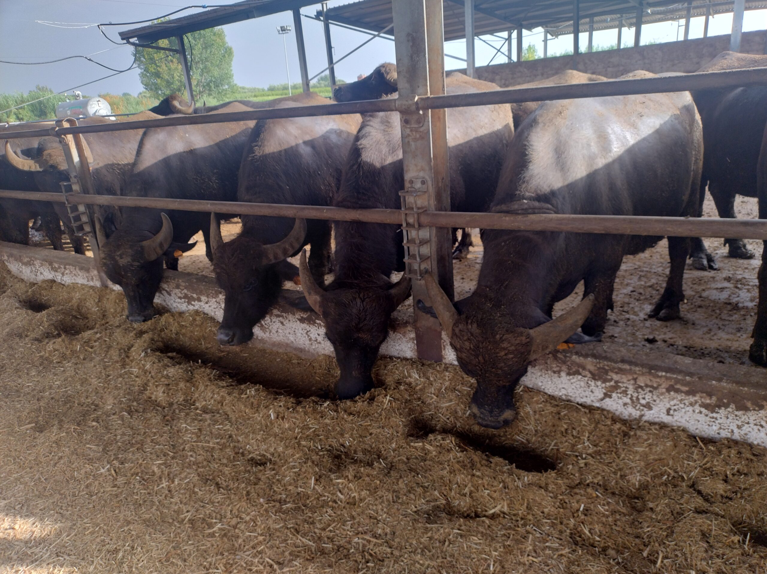 L’invito di Coldiretti Campania: Benessere animale avanti tutta! Le pratiche giuste per migliorare la propria azienda