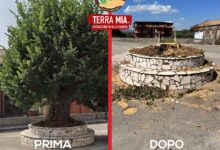 “Terramia APS” denuncia l’abbattimento del tiglio secolare a Cervinara: ‘Un atto inaccettabile contro la nostra storia’