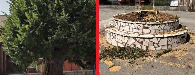 “Terramia APS” denuncia l’abbattimento del tiglio secolare a Cervinara: ‘Un atto inaccettabile contro la nostra storia’