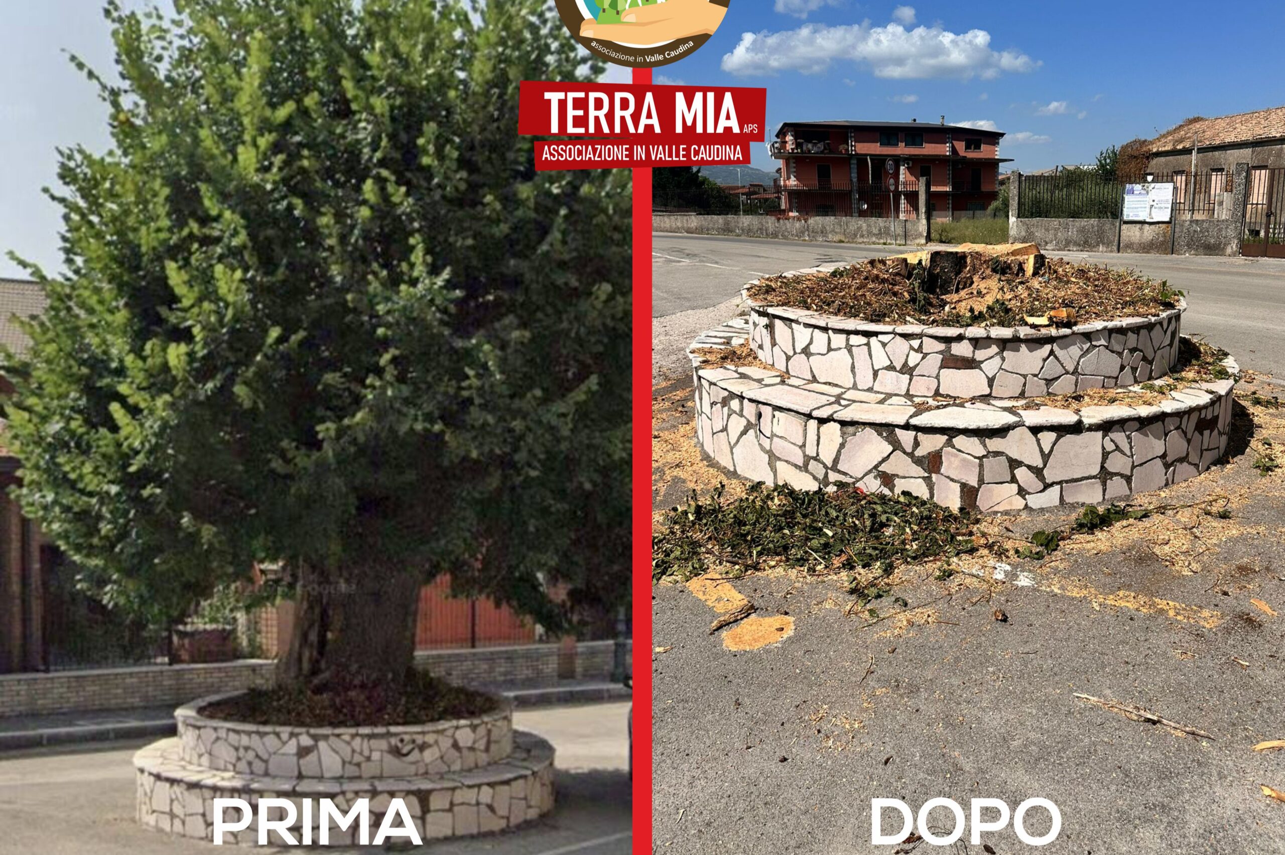 “Terramia APS” denuncia l’abbattimento del tiglio secolare a Cervinara: ‘Un atto inaccettabile contro la nostra storia’