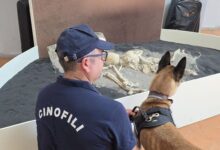 Legalità e impegno contro la criminalità: premiati il Direttore della Casa Circondariale e il Reparto della Polizia Penitenziaria di Benevento e del Nucleo Regionale Cinofili della Campania