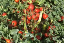 Coldiretti Campania, al via la raccolta di pomodoro: numeri in crescita fra tutte le tipologie