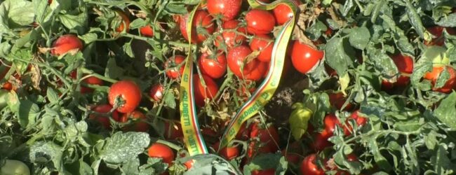 Coldiretti Campania, al via la raccolta di pomodoro: numeri in crescita fra tutte le tipologie