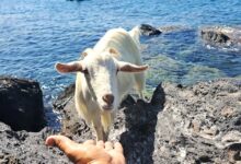 “La capretta solitaria e il pescatore” a Ischia la straordinaria amicizia tra Domenico e Citarella