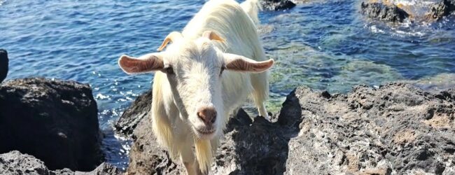“La capretta solitaria e il pescatore” a Ischia la straordinaria amicizia tra Domenico e Citarella