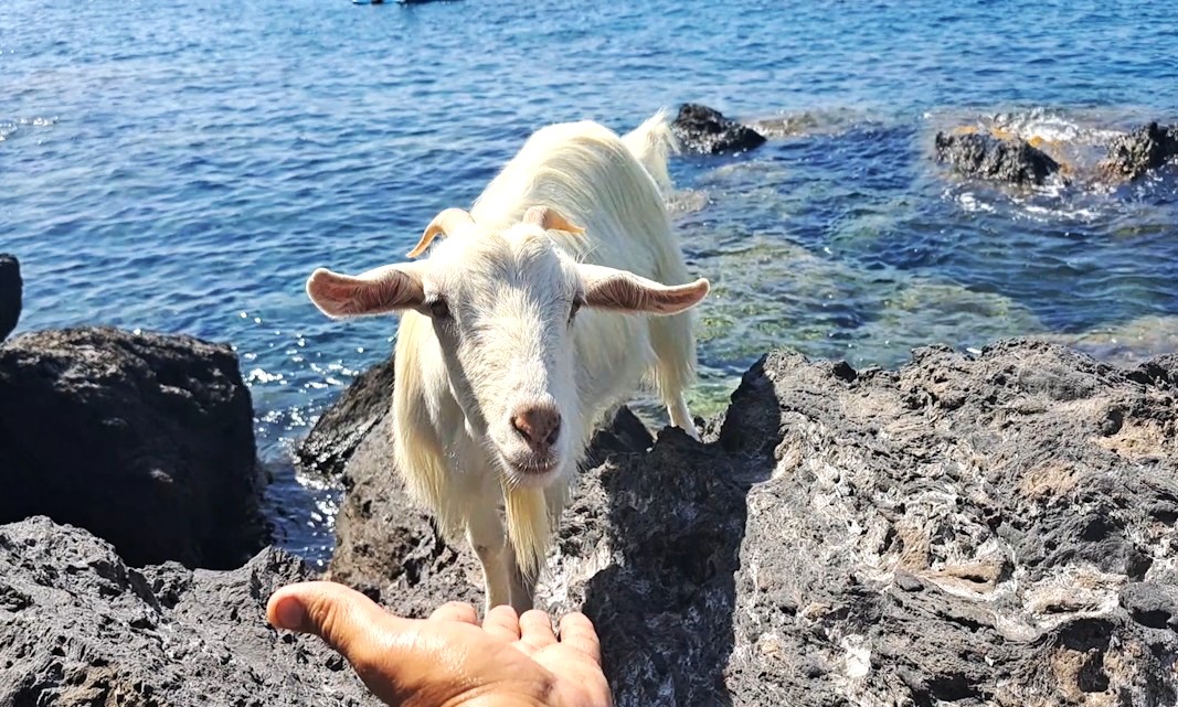 “La capretta solitaria e il pescatore” a Ischia la straordinaria amicizia tra Domenico e Citarella
