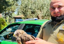 Solopaca,salvata una poiana dalla Federazione Pro Vita