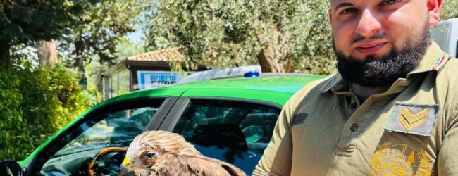 Solopaca,salvata una poiana dalla Federazione Pro Vita