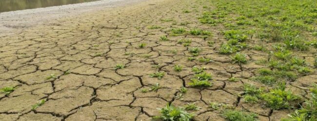 Coldiretti Campania, siccità sotto controllo con l’aiuto del piano invasi e dei Consorzi di bonifica