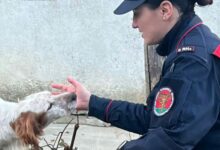 Senerchia, tre meticci trovati morti in un box: denunciati i proprietari