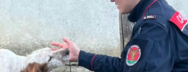 Senerchia, tre meticci trovati morti in un box: denunciati i proprietari