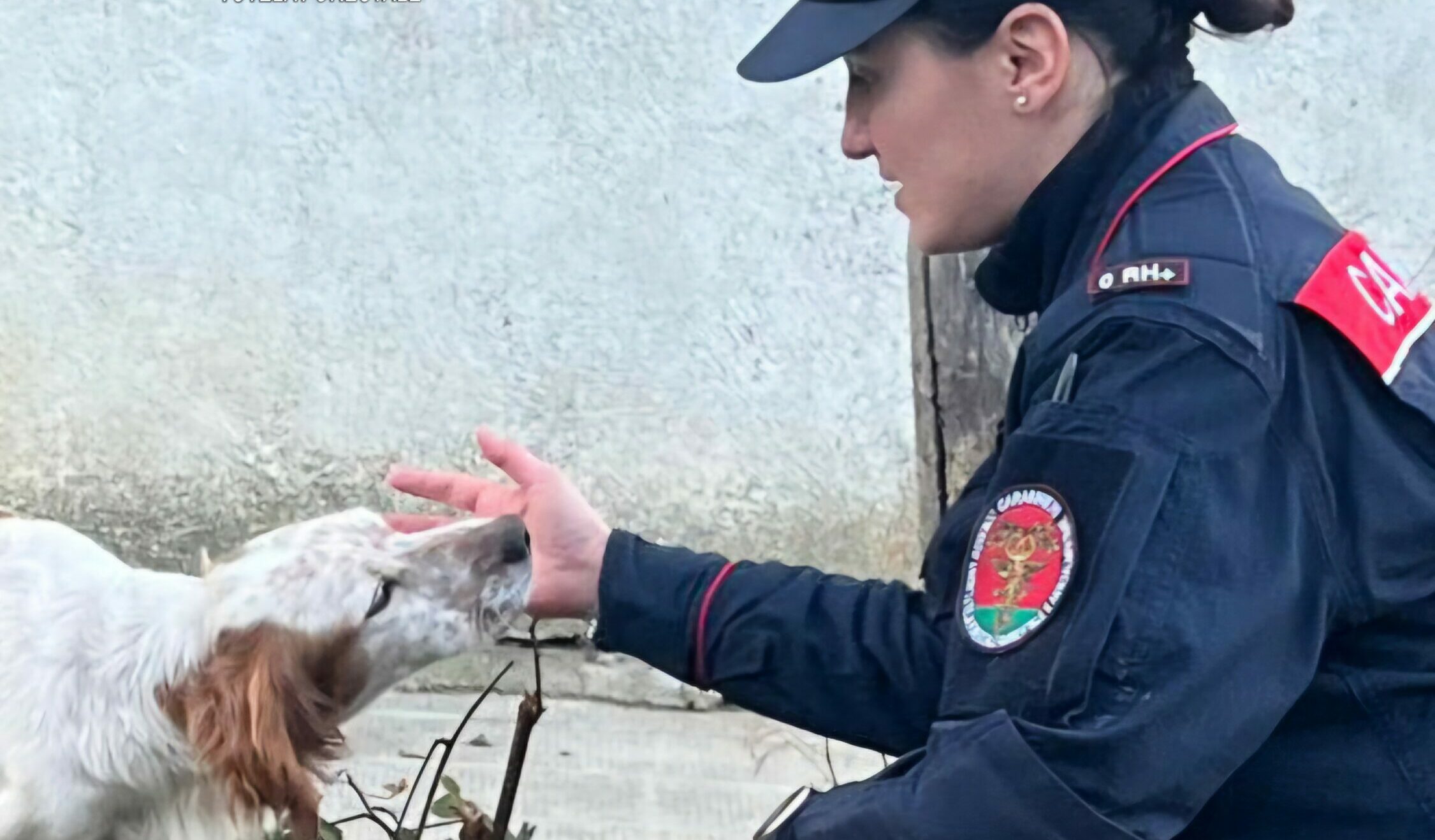 Senerchia, tre meticci trovati morti in un box: denunciati i proprietari