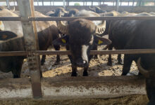 Coldiretti Campania: Crolla la quantità di latte di bufala Dop congelato