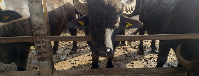 Coldiretti Campania: Crolla la quantità di latte di bufala Dop congelato