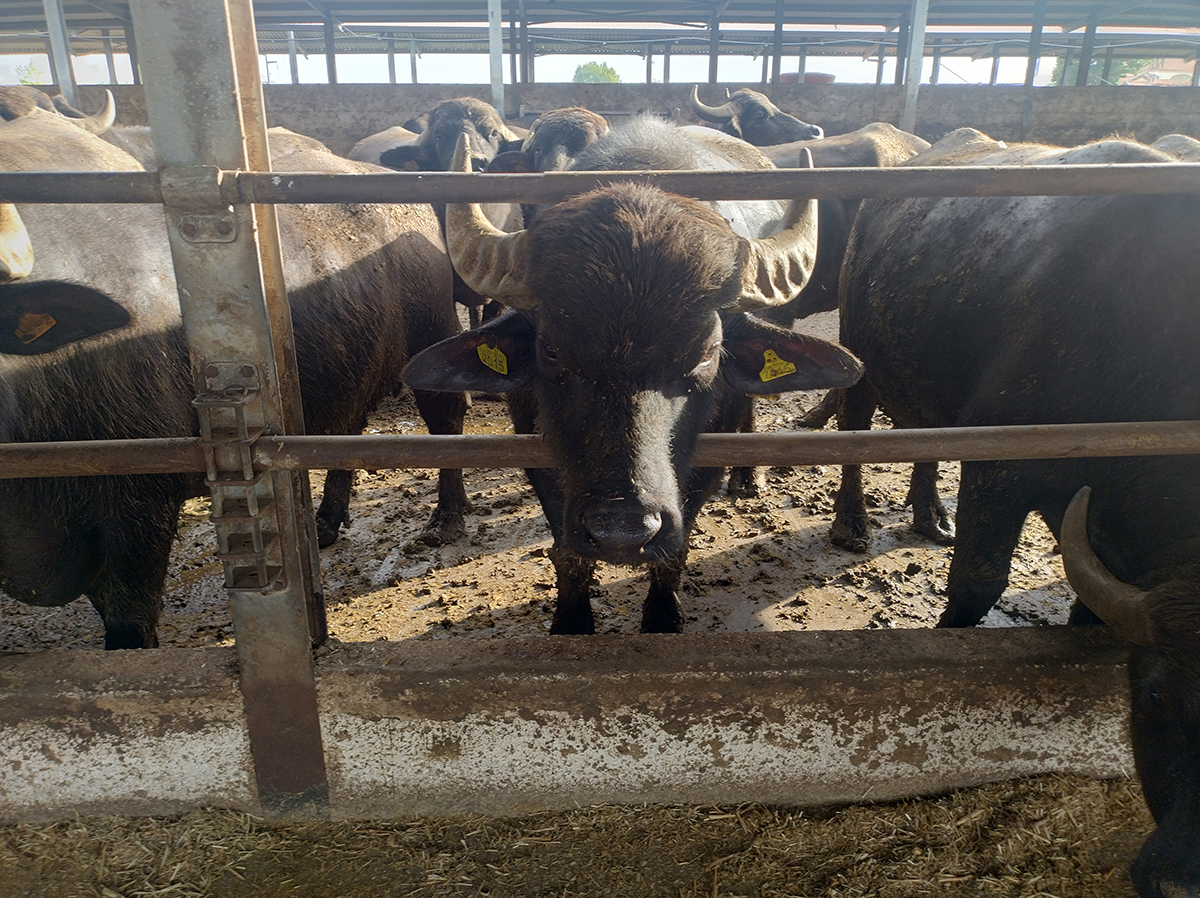 Coldiretti Campania: Crolla la quantità di latte di bufala Dop congelato