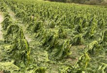 Violente grandinate nel Beneventano,Coldiretti:  gravi danni alle colture