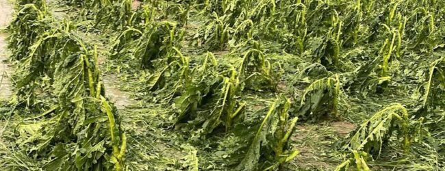 Violente grandinate nel Beneventano,Coldiretti:  gravi danni alle colture