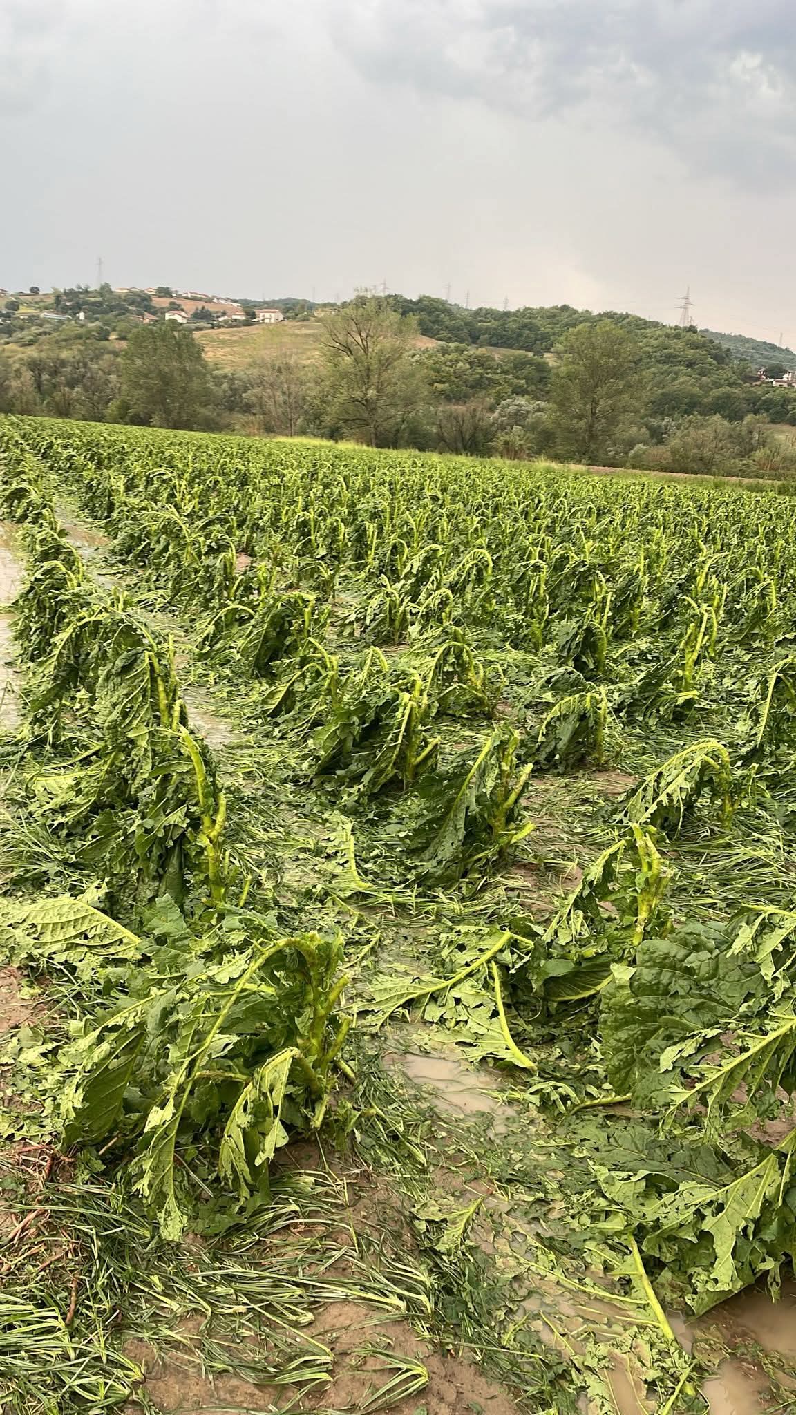 Violente grandinate nel Beneventano,Coldiretti:  gravi danni alle colture