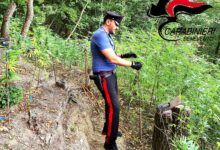 Coppia arrestata nel Fortore per piantagione di marijuana: sequestrate 250 piante e droga