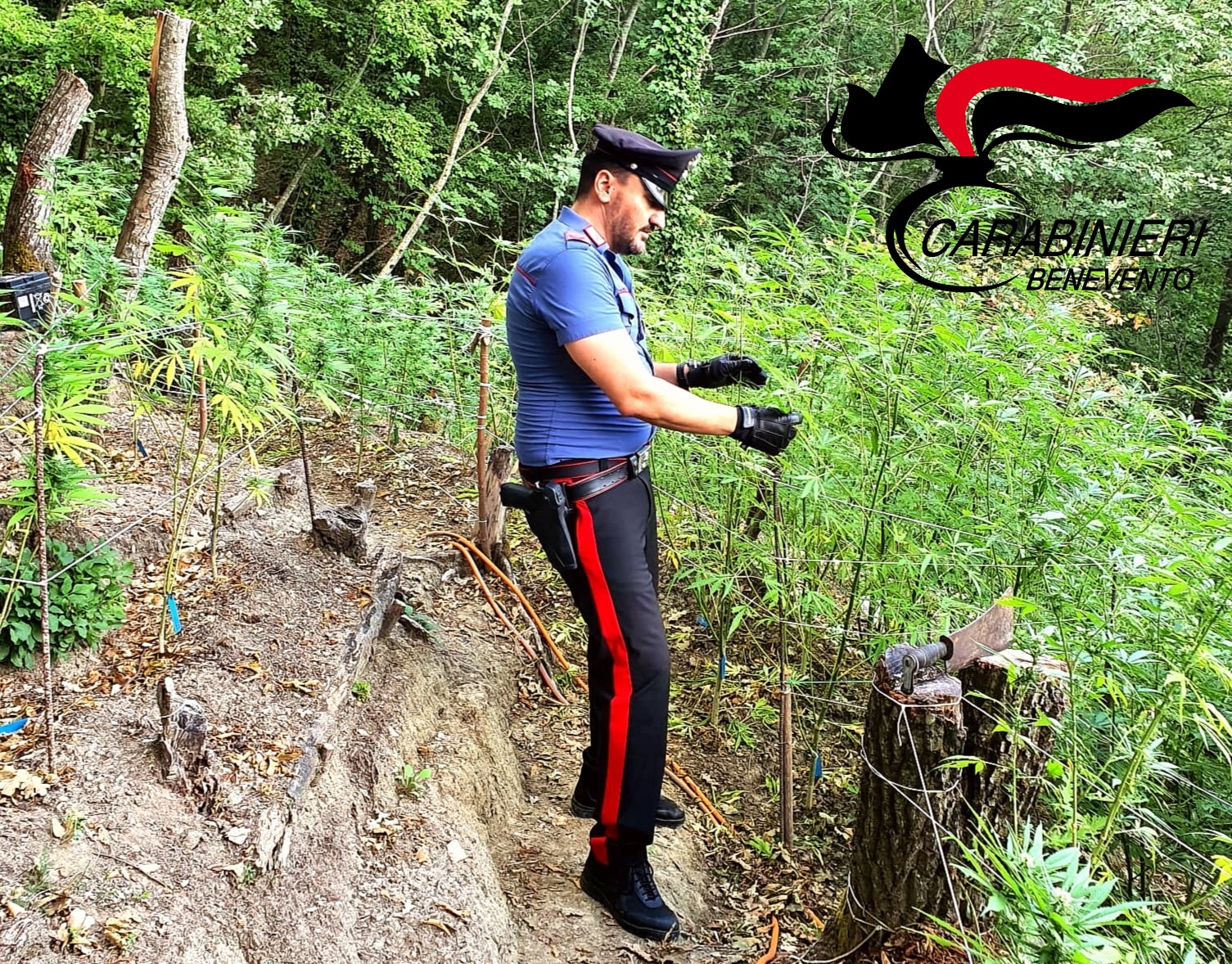 Coppia arrestata nel Fortore per piantagione di marijuana: sequestrate 250 piante e droga