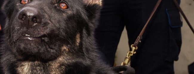 Baschi Azzurri della Penitenziaria sventano un tentativo di spaccio in carcere e arrestano due donne, una giovanissima incinta prossima al parto