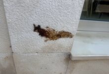 Deiezioni canine sporcano l’ingresso del negozio, commerciante di Benevento denuncia atto incivile